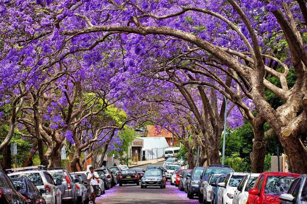 Cosy Federation Apartment Kirribilli 2 Bedroom #2 Sydney Exteriör bild